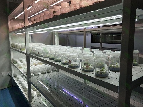 盐都植物组织培养实验室设计建设方案